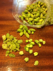 Fresh chickpeas. Look at the pods which hold not more than two. 